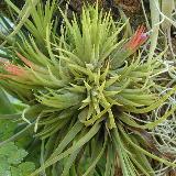 Tillandsia ionantha 