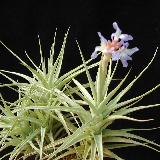 Tillandsia bergeri