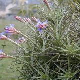 Tillandsia bergeri