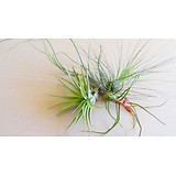 Tillandsia pour Terrarium humide