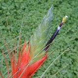 Tillandsia punctulata