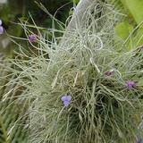 Tillandsia mallemontii