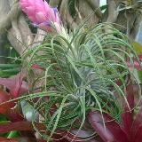 Tillandsia strita