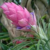 Tillandsia strita