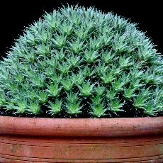 Abrometiella brevifolia