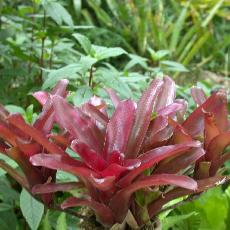 Neoregelia  'Fireball'