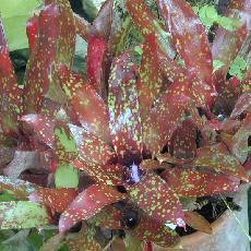 Neoregelia tristis