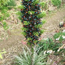 Puya alpestris