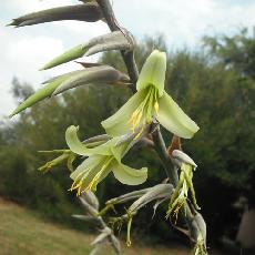Puya mirabilis