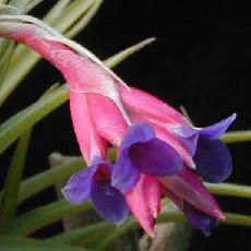 Tillandsia aeranthos