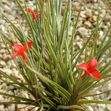 Tillandsia albertiana