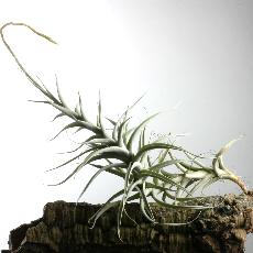 Tillandsia albida