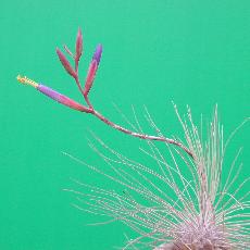 Tillandsia argentea
