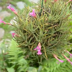 Tillandsia argentina