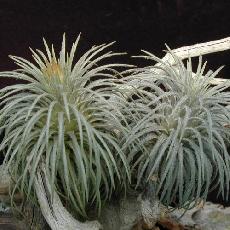 Tillandsia atroviridipetala