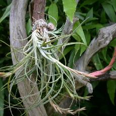 Tillandsia baileyi