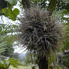 Tillandsia bandensis