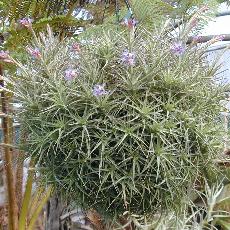 Tillandsia bergeri