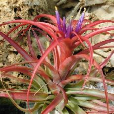 Tillandsia brachycaulos