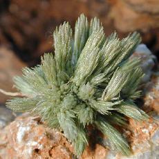 Tillandsia bryoides