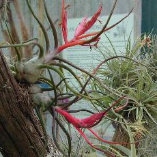 Tillandsia bulbosa