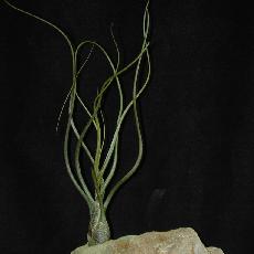 Tillandsia butzii