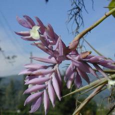 Tillandsia cacticola