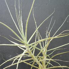 Tillandsia caerulea