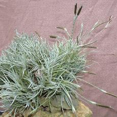 Tillandsia capillaris