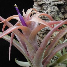 Tillandsia capitata  'aff. Guatemala'
