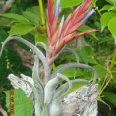 Tillandsia caput-medusae