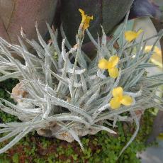 Tillandsia crocata