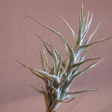 Tillandsia diaguitensis