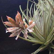 Tillandsia didisticha