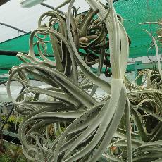 Tillandsia duratii var. saxatilis