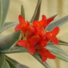 Tillandsia edithae