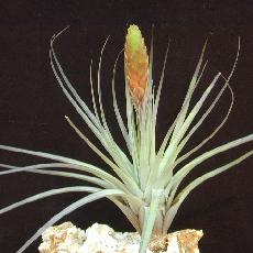 Tillandsia fasciculata