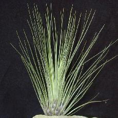 Tillandsia filifolia