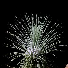 Tillandsia fuchsii
