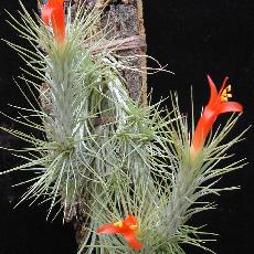 Tillandsia funckiana