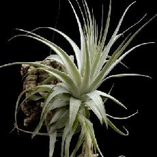 Tillandsia gardneri