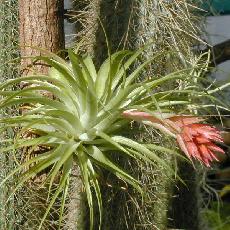 Tillandsia geminiflora