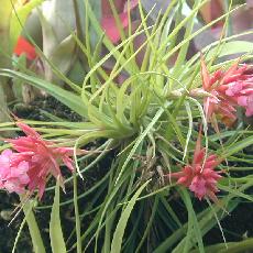 Tillandsia globosa