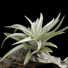 Tillandsia harrisii
