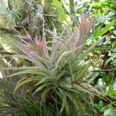 Tillandsia hondurensis