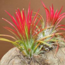 Tillandsia ionantha  'Fuego'