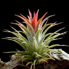Tillandsia ionantha  'Mexico'