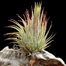Tillandsia ionantha  'Peanut'