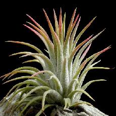 Tillandsia ionantha  'Rubra'