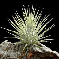 Tillandsia ionantha  'Silver'